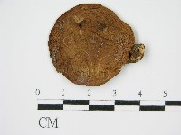 香菇	藏品圖，第1張