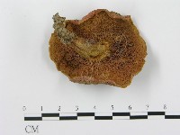 登錄號:F0008345藏品圖，第1張