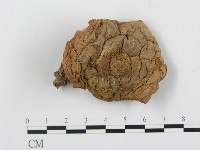 登錄號:F0008345藏品圖，第3張