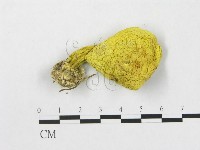 登錄號:F0008347藏品圖，第1張