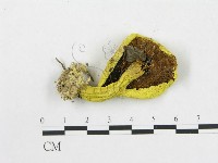 登錄號:F0008347藏品圖，第3張