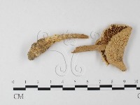 登錄號:F0008348藏品圖，第1張