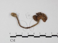 登錄號:F0008349藏品圖，第1張