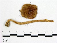 登錄號:F0008350藏品圖，第1張