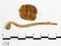 登錄號:F0008350藏品圖，第3張