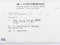 傘菌屬藏品圖，第2張