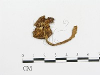 傘菌屬藏品圖，第1張