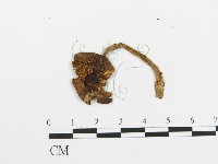 傘菌屬藏品圖，第3張