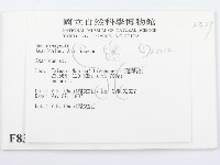 傘菌屬藏品圖，第2張