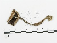 傘菌屬藏品圖，第1張