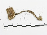 傘菌屬藏品圖，第3張