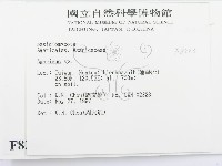 傘菌屬藏品圖，第2張