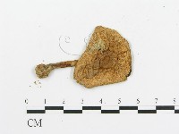 傘菌屬藏品圖，第3張