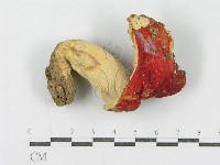 登錄號:F0008354藏品圖，第1張