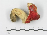 登錄號:F0008354藏品圖，第3張