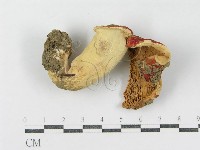 登錄號:F0008354藏品圖，第4張