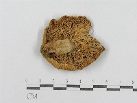 紅菇屬藏品圖，第1張