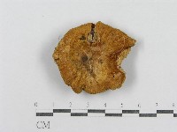 紅菇屬藏品圖，第3張