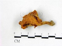 登錄號:F0008358藏品圖，第3張