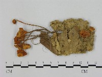 小皮傘屬藏品圖，第1張