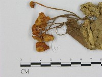 小皮傘屬藏品圖，第3張