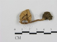 登錄號:F0008363藏品圖，第3張