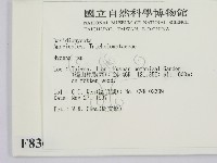 小菇屬藏品圖，第2張