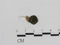 小菇屬藏品圖，第1張