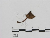 小菇屬藏品圖，第1張