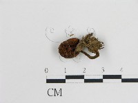 登錄號:F0008367藏品圖，第3張