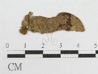 粉褶菌屬藏品圖，第1張