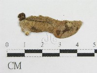 粉褶菌屬藏品圖，第3張