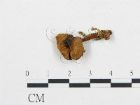 登錄號:F0008370藏品圖，第1張