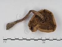 登錄號:F0008371藏品圖，第3張