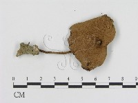 登錄號:F0008372藏品圖，第1張