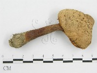 登錄號:F0008375藏品圖，第3張