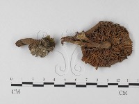 登錄號:F0008379藏品圖，第1張