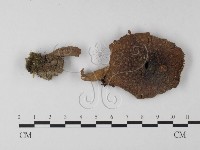 登錄號:F0008379藏品圖，第3張