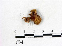 登錄號:F0008380藏品圖，第1張