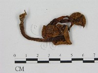 登錄號:F0008381藏品圖，第3張