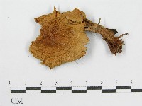 登錄號:F0008383藏品圖，第1張