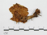 登錄號:F0008383藏品圖，第3張