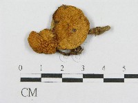 登錄號:F0008384藏品圖，第3張