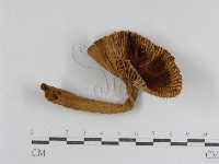 登錄號:F0008387藏品圖，第1張