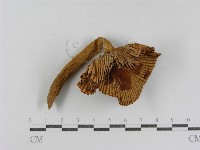 登錄號:F0008387藏品圖，第4張