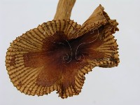 登錄號:F0008387藏品圖，第6張