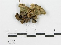 登錄號:F0008389藏品圖，第1張