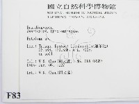 粉褶菌屬藏品圖，第2張