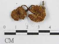 粉褶菌屬藏品圖，第3張