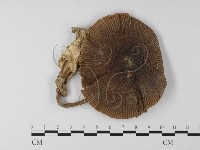 登錄號:F0008393藏品圖，第3張
